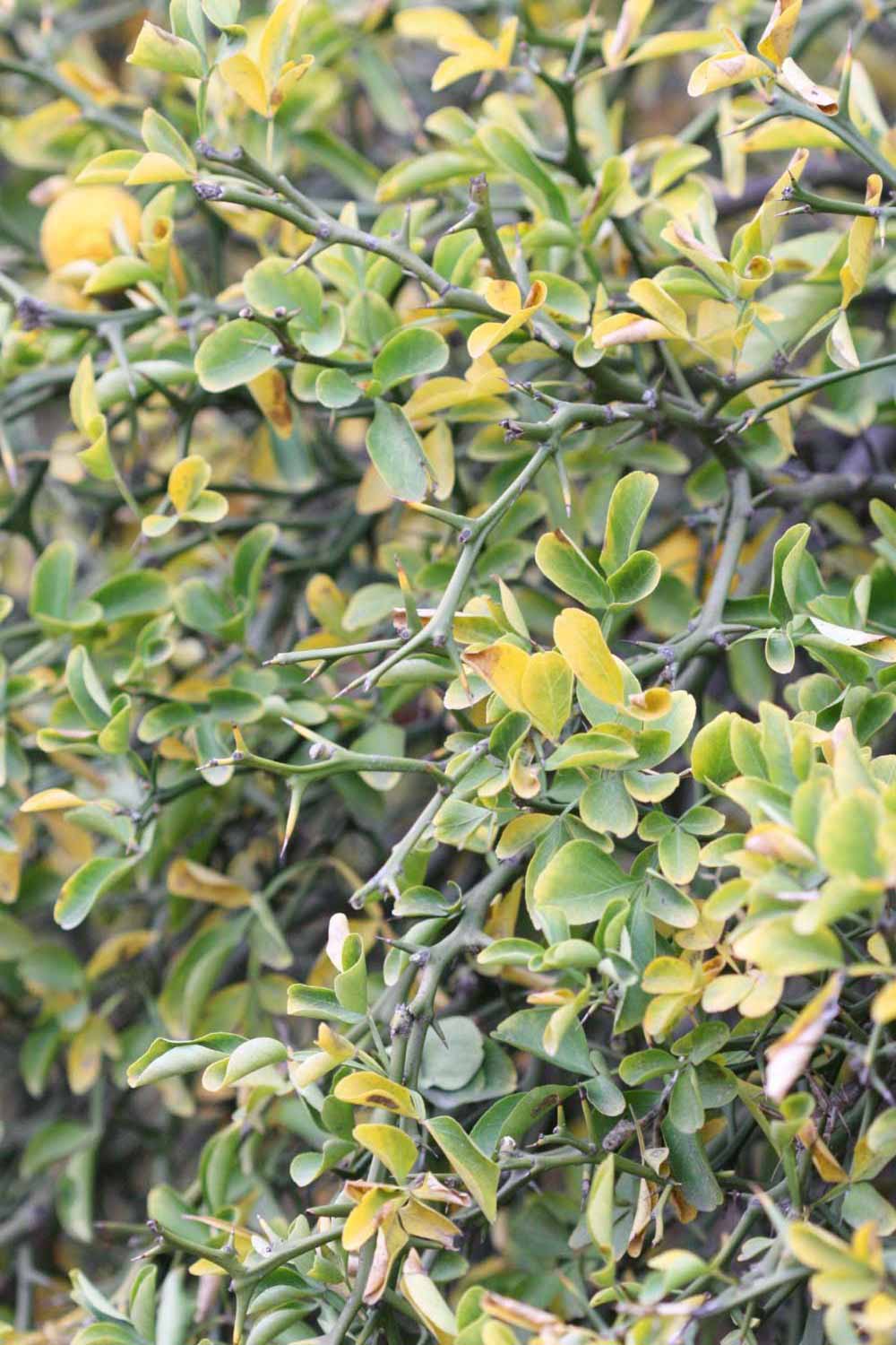            Sun leaves (Riverside, CA)   